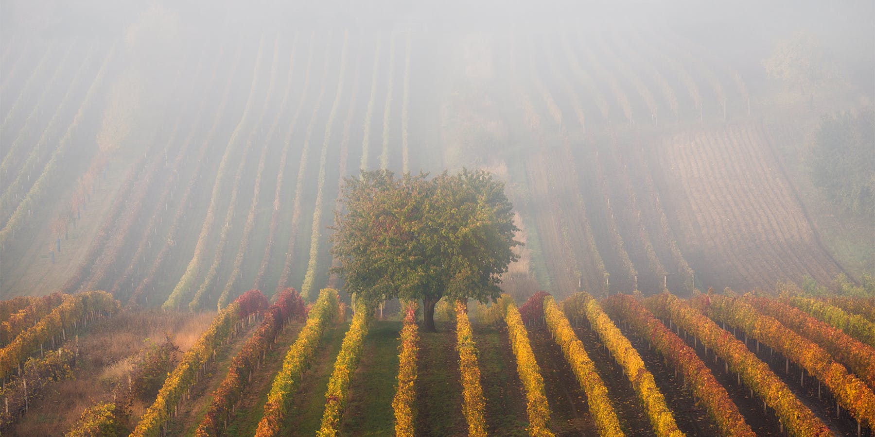 Exploration des propriétés viticoles Pessac-Léognan l U’wine